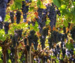 Vitigno dei vitigni: Le distinzioni dalla vigna