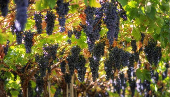 Vitigno dei vitigni: Le distinzioni dalla vigna