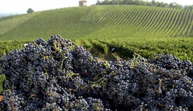 Eppur si muove: scade il bando piemontese per la viticultura