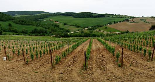 Giovani e agricoltura: una possibile direzione per la viticutura