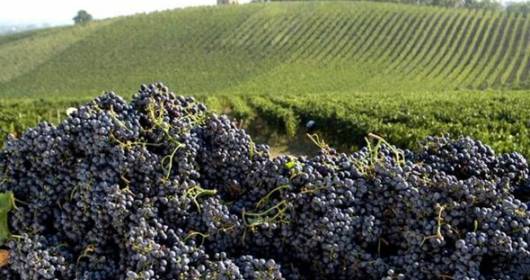 Eccellenza vino: Master of Wine in Italia, il belpaese verso numeri e qualit?
