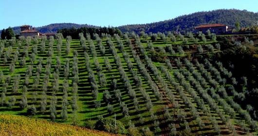 Girolio d'Italia 2012: il viaggio d'Italia dell'Olio d'oliva