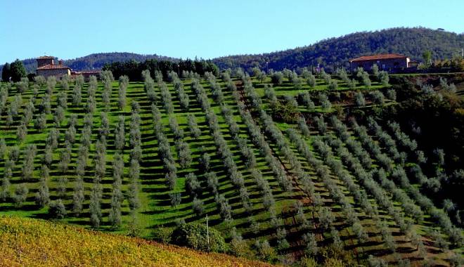Girolio d'Italia 2012: il viaggio d'Italia dell'Olio d'oliva