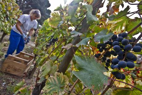 "Viticoltore dell'Anno 2013" per Gambero Rosso? Nicodemo Librandi