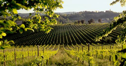 Veneto: la giunta, contributi per la valorizzazione ai vitigni autoctoni