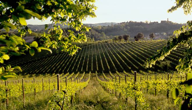 Veneto: la giunta, contributi per la valorizzazione ai vitigni autoctoni