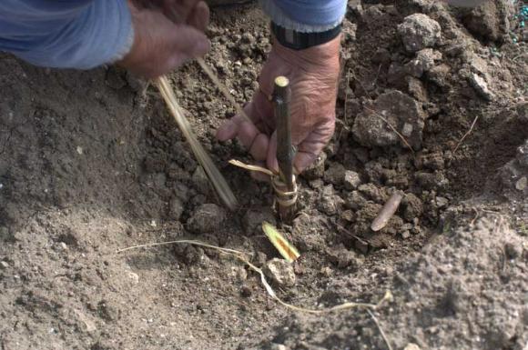 Governo e Agricultura in Italia? l'agri-pull on line di Citt del Vino.