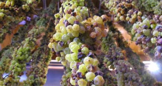 Prima del Torcolato: novit e...la treccia d'uva pi lunga al mondo