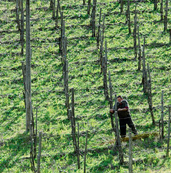 Nuovo consiglio per i vignaioli del Trentino