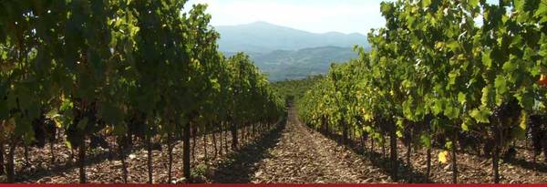 Biodinamica: per i cambiamenti climatici parola di Illy.