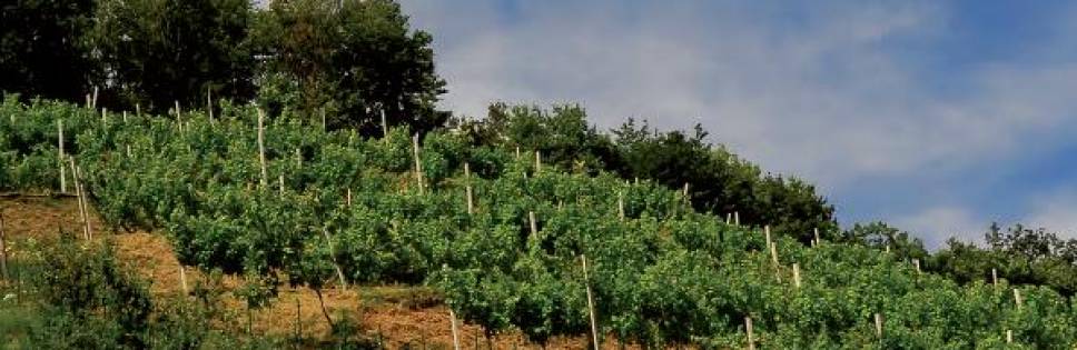 Moscato di Scanzo: la magia del vino squenziata in 23 geni
