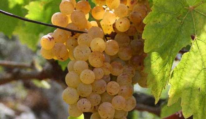 Decanter: I 27 vini bianchi del Sud Italia must-buy