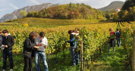 La qualita' dalle scuole: Concorso Enologico Istituti Agrari d'Italia 2013, i 25 vini selezionati
