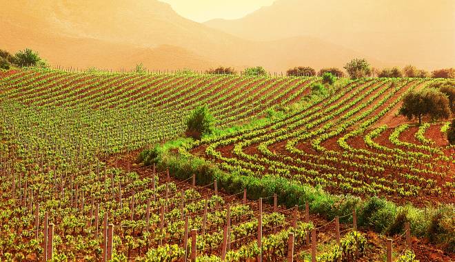 VIVA Sustainable Wine: il vino eco-sostenibile a Vinitaly