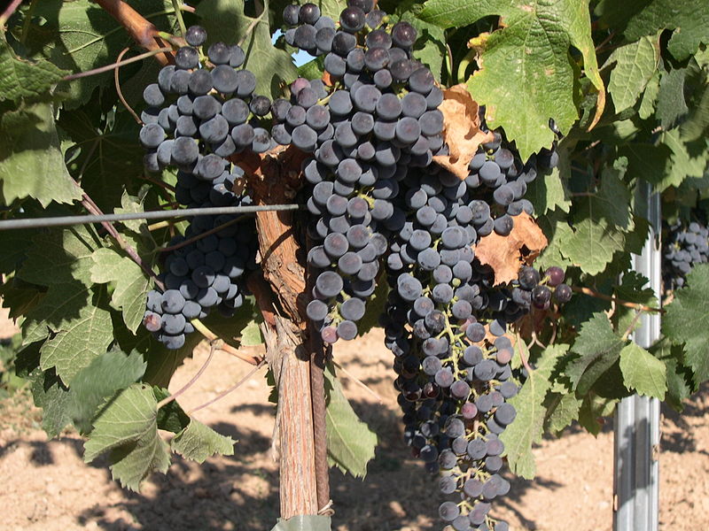 Osservatorio del Vino: per monitorare il mercato