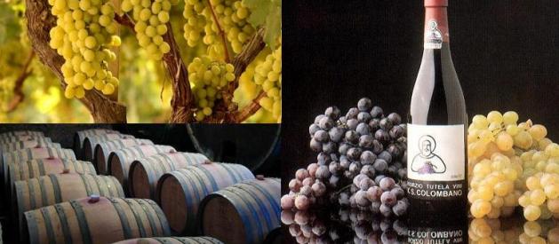 Il vino, un gesto damore il libro del presidente Consorzio vini doc San Colombano