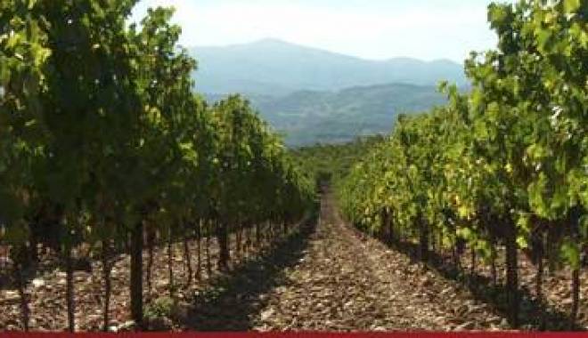 Progetto IMViTo per innovazione e sostenibilit vitivinicola in Toscana