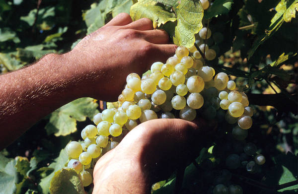 Vino bio e dintorni, incontro a Roma per capirne di piu'