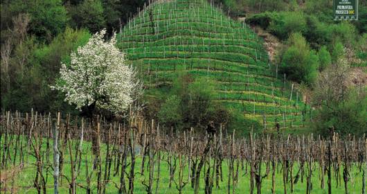 Il Documentario sui Vini Veneti in Sinfonia tra cielo e terra. Un viaggio tra i vini del Veneto