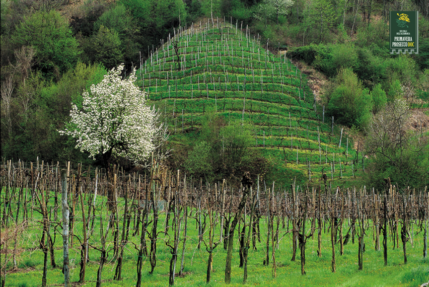 Prosecco Docg: gli scarti diventano energia
