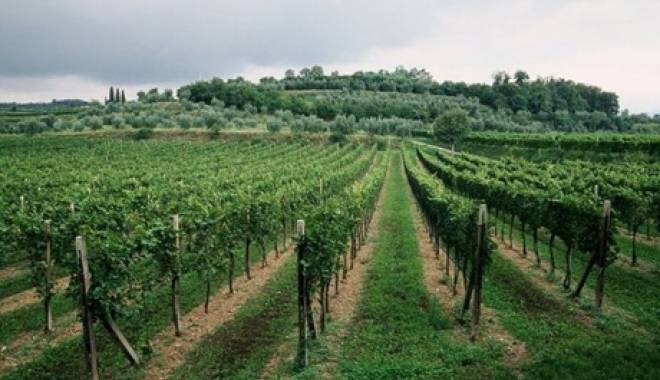 Concorso nazionale Doc Valtnesi Garda Classico: vini eccellenti del Garda