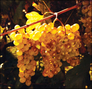 Domenica il  concorso Miglior Sommelier del Vermentino 2013
