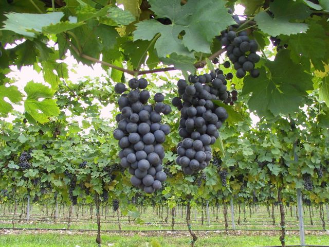 Uiv: Vigneti Italia sta perdendo terreno