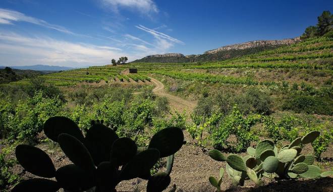 Wine Mosaic: il progetto per i vitigni autoctoni del Mediterraneo