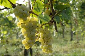 Impronte d'Eccellenza 2013: di Benevento la cantina più green d'Italia