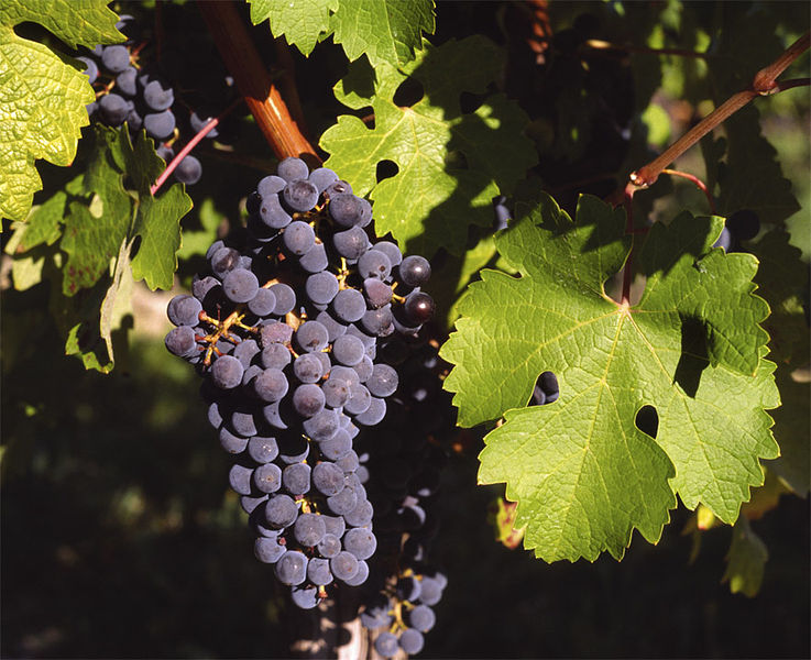 Il vino è sempre più dei vip