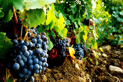 Cannonau: Guardian ed Oriente le nuove prestigiose destinazioni