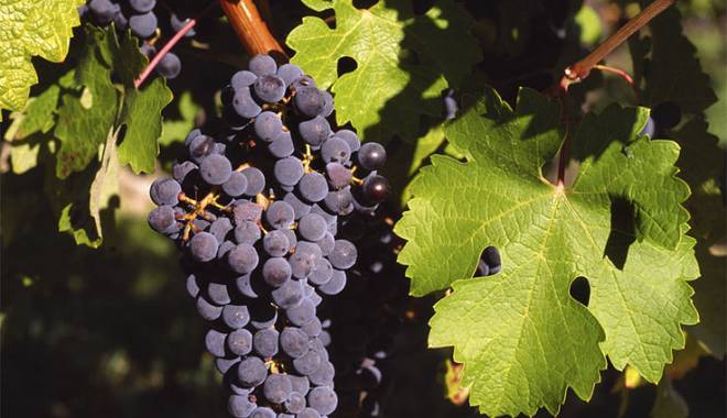 Vinitaly 2014: VinitalyBio dedicato al vino biologico con certificazione
