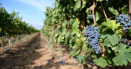 Italia chiama Europa: Vignaioli Piemontesi sull'Innovazione vitivinicola