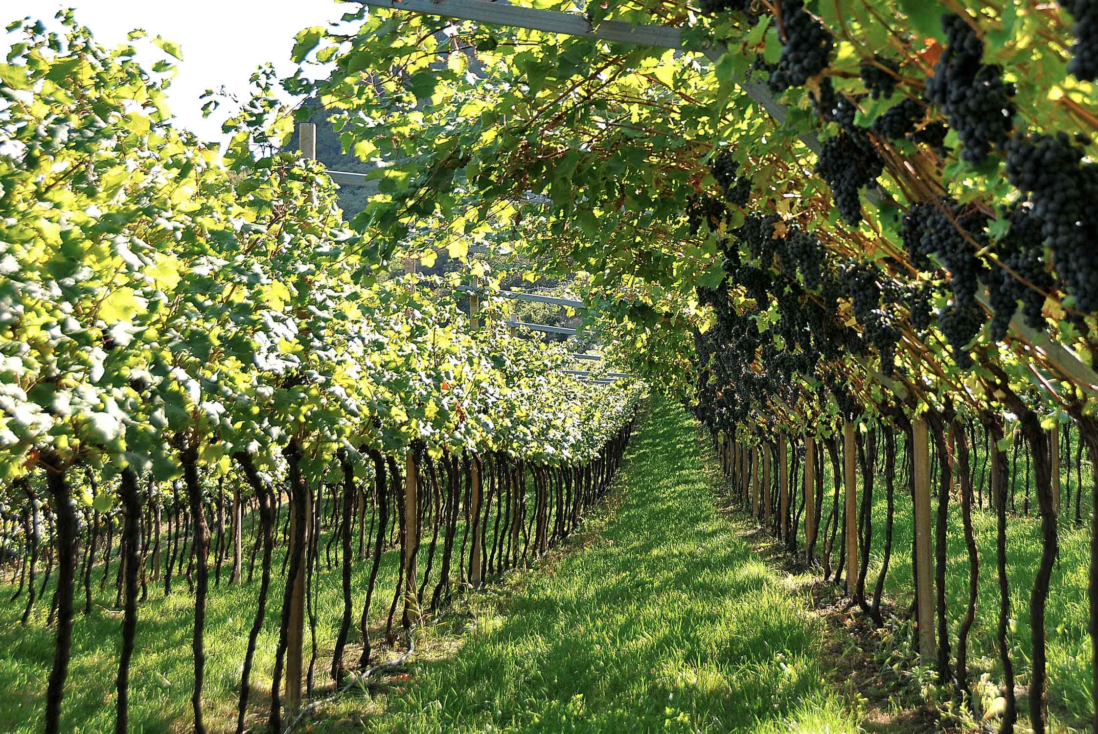 Atlante dei Territori del Vino Italiano rinviata causa crisi di Governo..