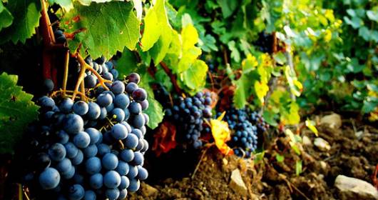 Atlante dei territori del vino italiano per il mondo vitivinicolo