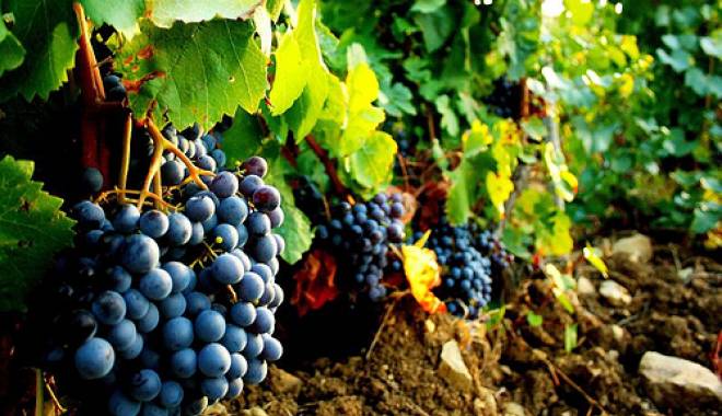 Atlante dei territori del vino italiano per il mondo vitivinicolo
