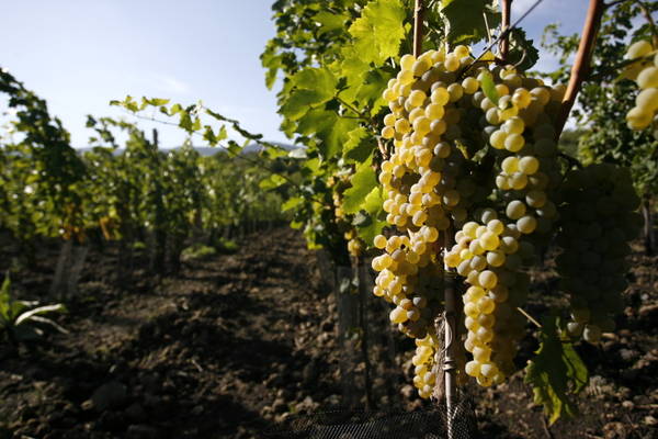 Al Vittoriano la Sicilia del vino verso l'Expo 2015