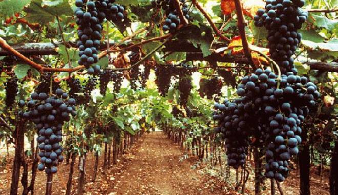 Luca Maroni:  I Migliori Vini, nuovo brand per vino italiano