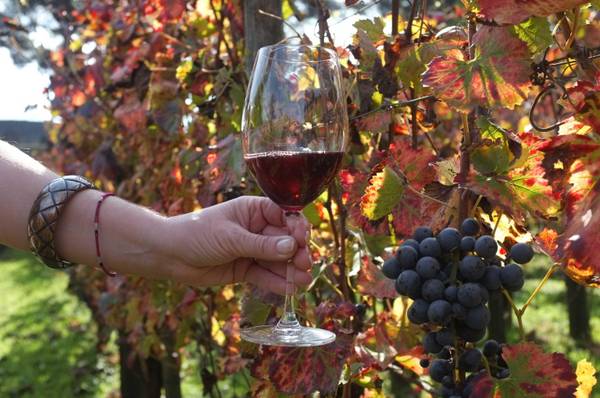Consorzio Trentino: vendemmia 2013 ottima ed abbondante