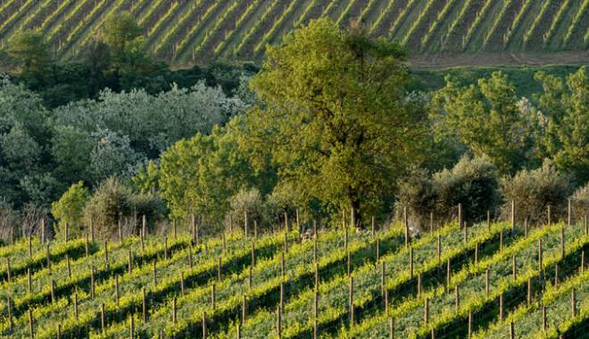 Viniplus 2014: i migliori vini lombardi, tutte le rose d'oro e 4 rose camune