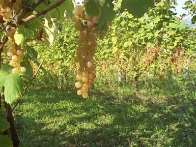 Vino: Valoritalia 2012, 1 mld bottiglie certificate, dal 2012 anche i vini Bio