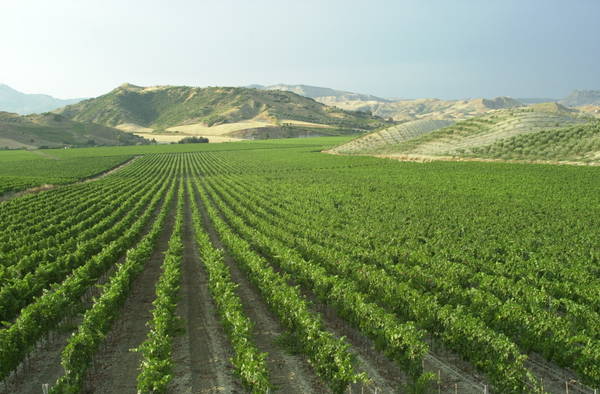 Citt del vino: Librandi  stato eletto ambasciatore emerito