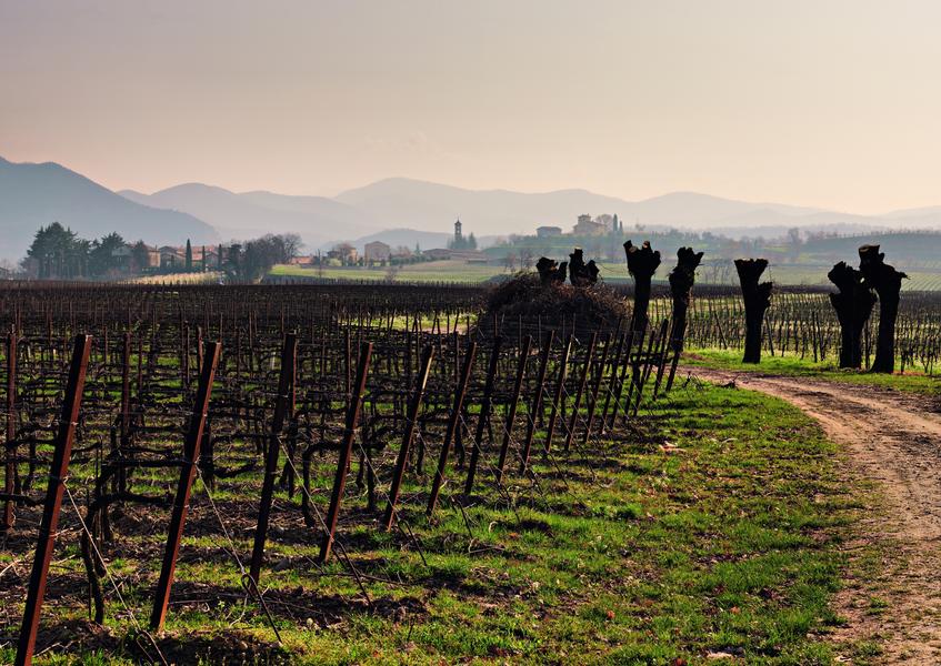 I vini toscani...boom in Cina