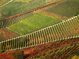 Chianti: funziona la svolta 'pop' a 5 euro