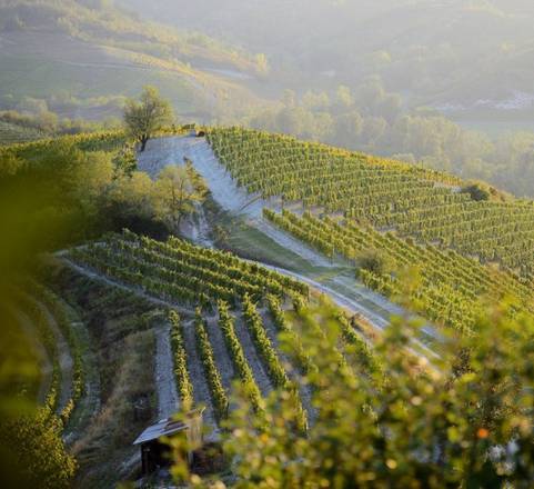 Consorzio Gavi: 40 anni per la doc