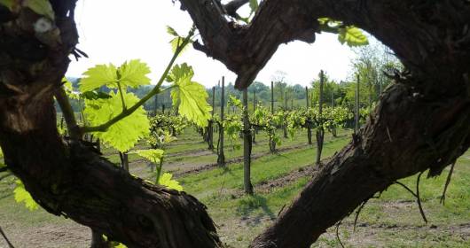 Regole più green per il prosecco: il protocollo vinicolo 2014 Conegliano Valdobbiadene 