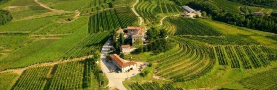 Friulano&friends: 9 i migliori vini del Friuli