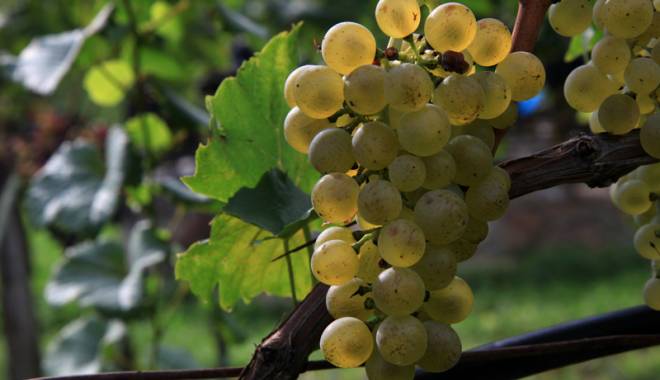 11 Concorso del Muller Thurgau: i migliori vini