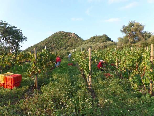 Volcanic Wines: il marchio collettivo dei vini vulcanici