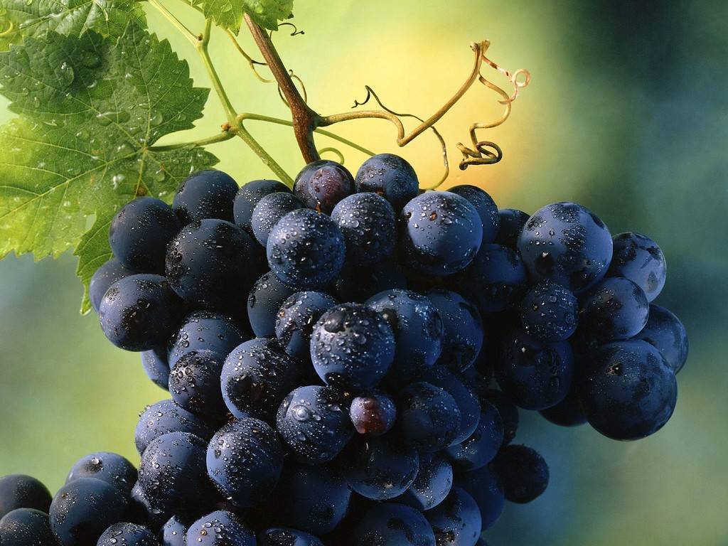 Vitigni che restistono alla botrite dal Trentino